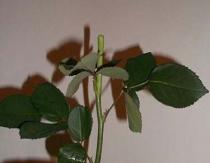 Как вырастить розу из срезанного цветка: посадка и уход за растением